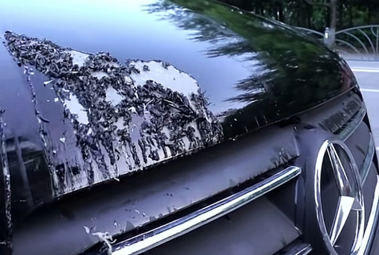 High Power Automotive Paint Remover | Strong Paint Stripper (OEM & Export Services)